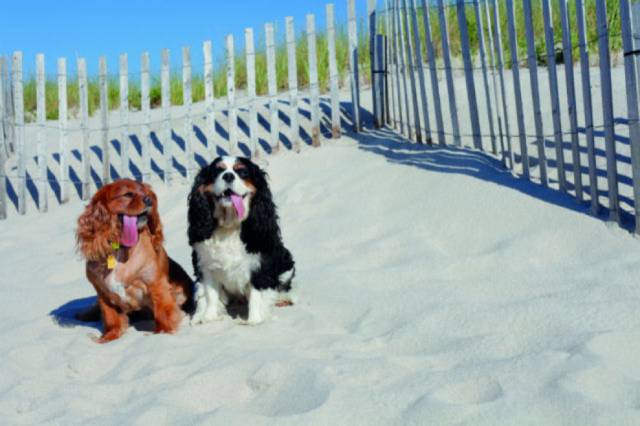 我没牙，我腿短，但我很红！