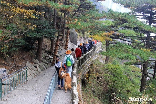 金毛萨克斯,金毛挑战全部视频