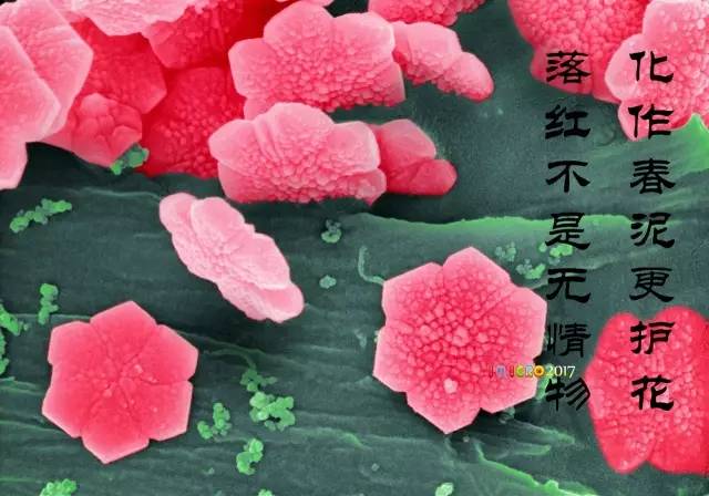 显微镜奇妙世界,显微镜下的奇妙世界视频