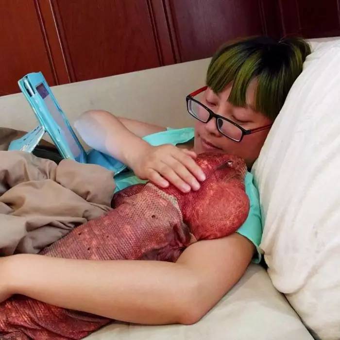 超可爱的宠物蜥蜴,这只宠物太可爱了抖音