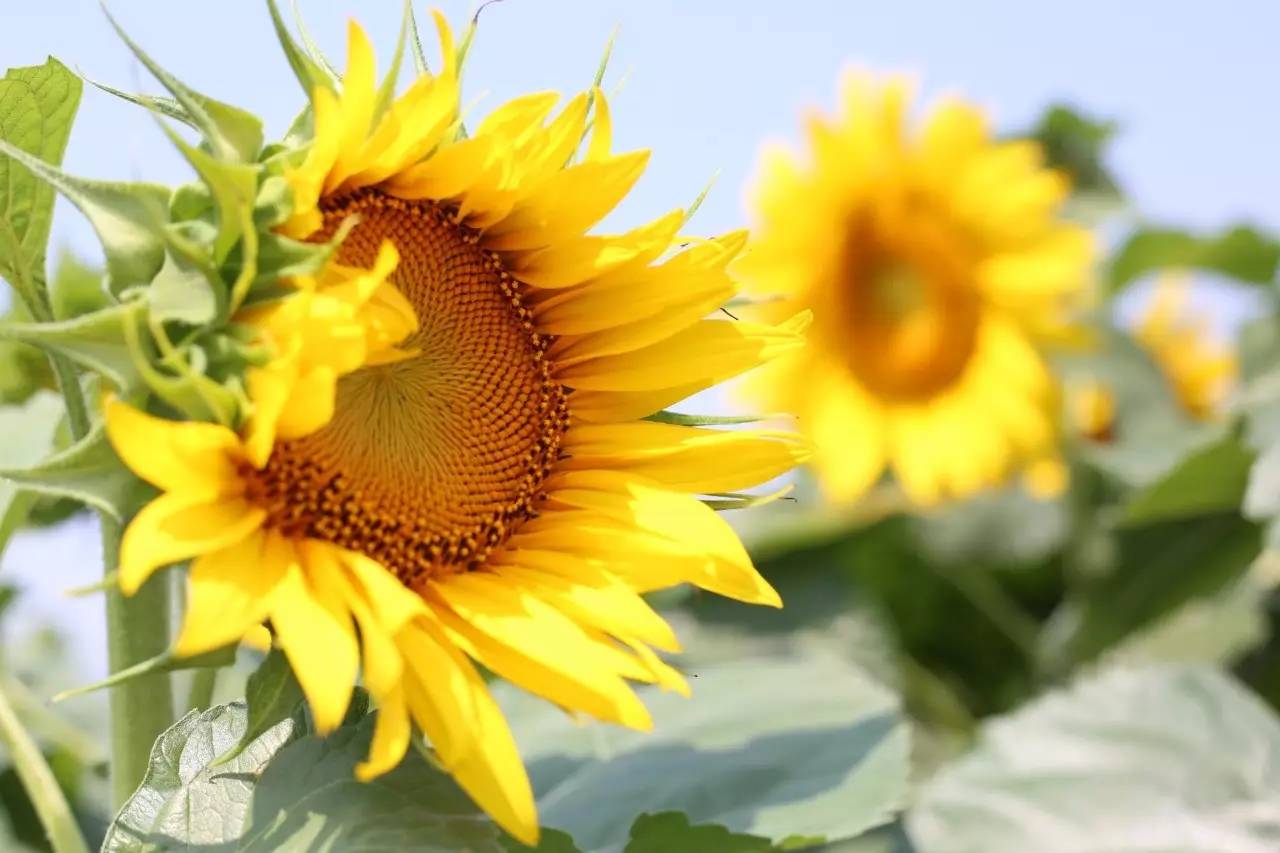 实拍鲅鱼圈“金色海洋”！和你的Ta来场“沉默”的邂逅……