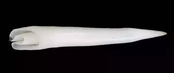 原来，这些救治毒蛇咬伤的方法都不靠谱