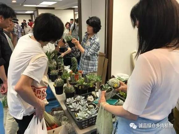 日本特价展会,日本多肉植物博览会