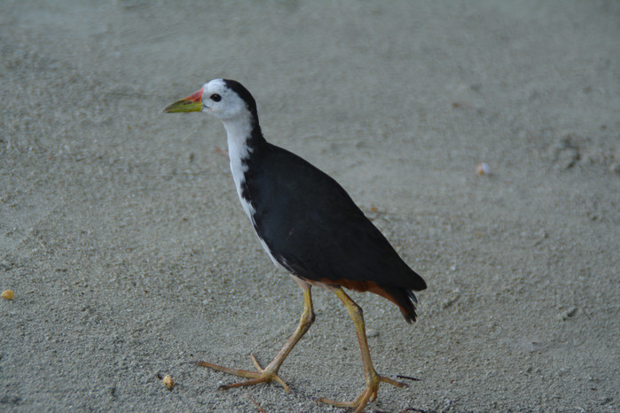 马尔代夫哈库拉岛好不好,马尔代夫哈库拉岛6日自助游