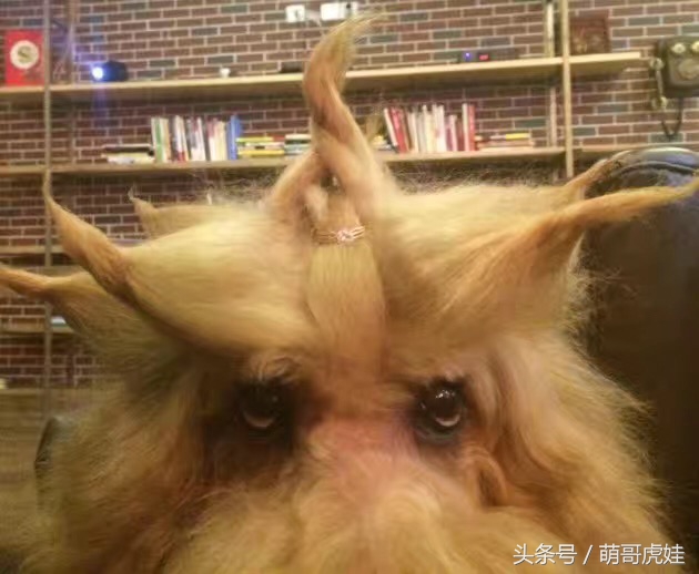 巨型泰迪不仅很拉风还是个小土豪，网友表示：投胎真是个技术活，突然觉得人不如汪