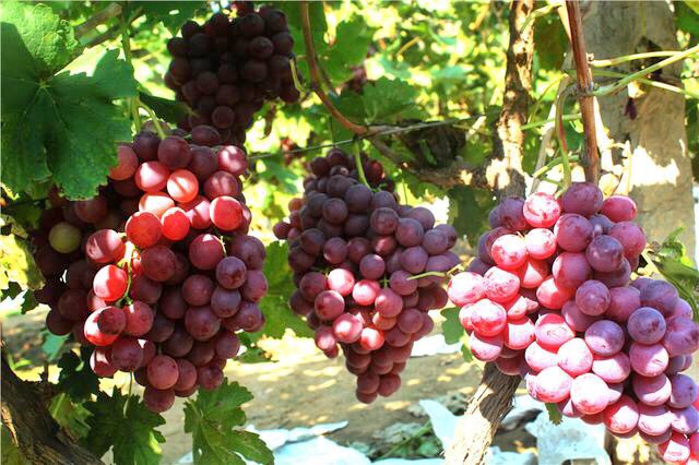 邢台广宗，葡萄王来了