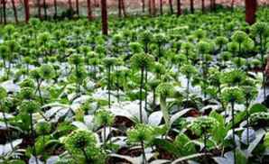 身体没问题可以吃三七吗,生理期能吃三七通胶囊吗