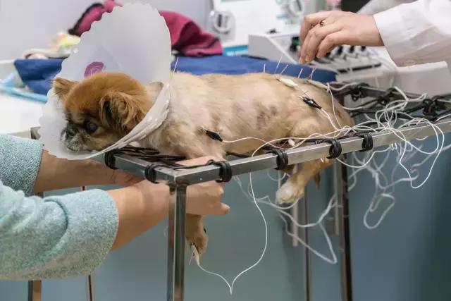 狗生如梦｜ONE实验室