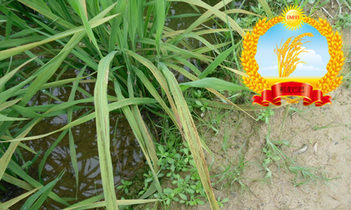 水稻叶片发黄干枯怎么回事,水稻苗床上秧苗发黄是什么原因