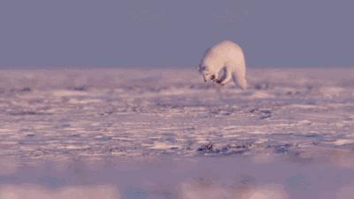 被五步蛇咬了最好的处理方法,被五步蛇咬了怎么紧急处理