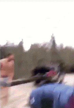 被五步蛇咬了最好的处理方法,被五步蛇咬了怎么紧急处理