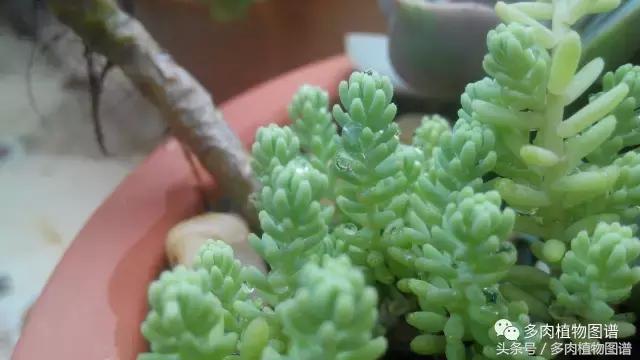 离家一个月20天,离家一个月养猪