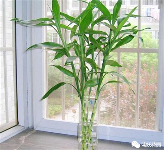 富贵竹叶子发黄怎么办水养盆栽,富贵竹叶子发黄怎么办妙招