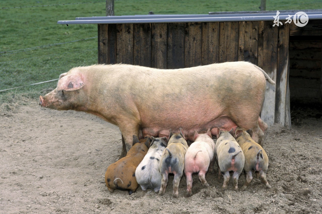 冬季猪病防治问答题及答案,猪病问答100句