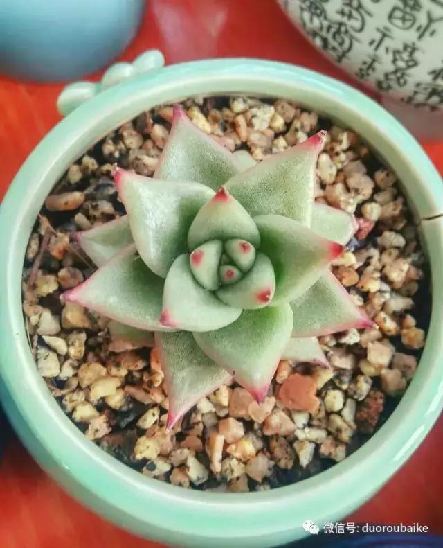 遇见多肉作品,和多肉邂逅的时光