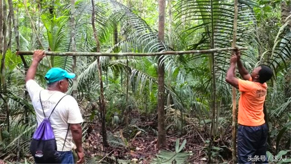 从亚马逊雨林到安纳托,最靠近亚马逊丛林的城市
