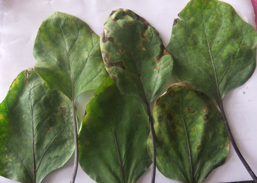 农作物除害,农作物热害预防措施