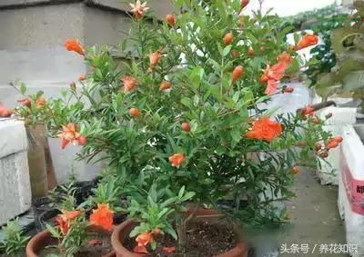 水养一年四季不黄叶的植物,水里加点什么花养得好