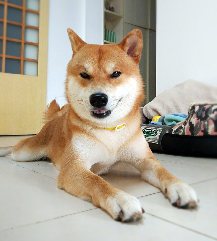 家里狗见着狗就叫怎么办,自己家养的狗凶怎么办