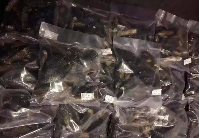 澳洲海参之秃参食补功效及注意事项