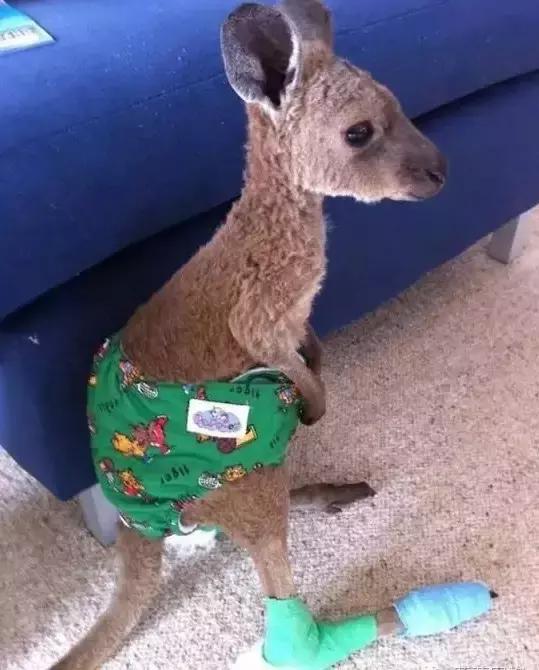 受了伤的狗狗,汪星人受伤真相