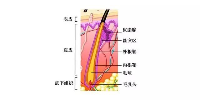 毛囊检测可以查出脱发原因吗,毛囊检测都是正常脱发还有救吗