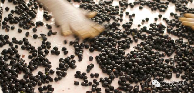 酒王法国,意大利酒王sassicaia国内价格