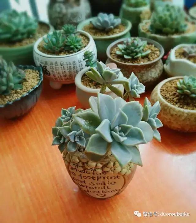 遇见多肉作品,和多肉邂逅的时光