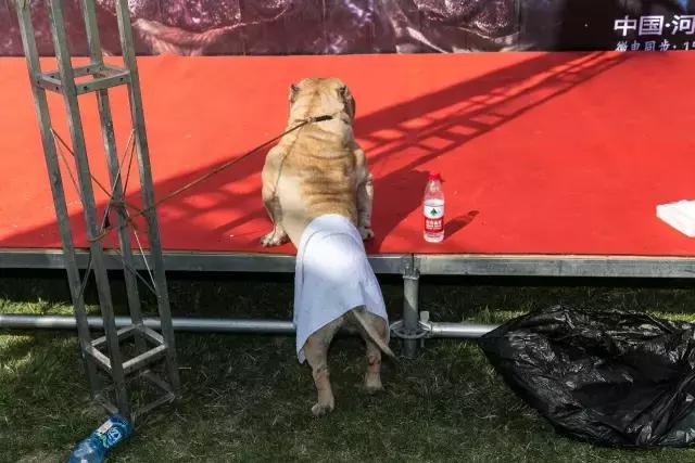 狗生如梦｜ONE实验室