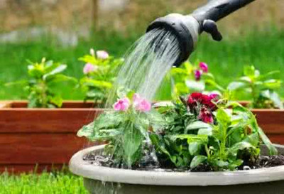 天竺葵叶子发黄怎么挽救,天竺葵叶子发黄是怎么回事