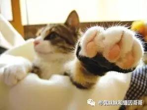 猫眼的养护方法,猫眼保养方法