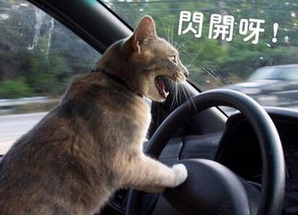 我就像一只趴在玻璃窗上面的苍蝇,我就像一只趴在玻璃上的苍蝇