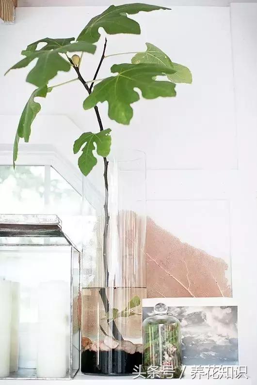 水养一年四季不黄叶的植物,水里加点什么花养得好