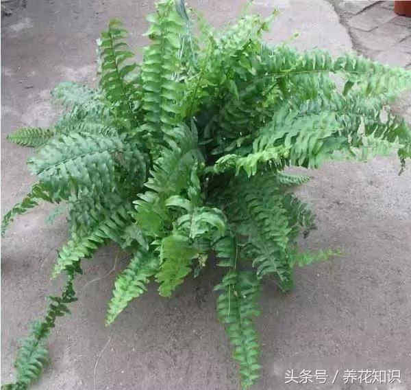 水养一年四季不黄叶的植物,水里加点什么花养得好