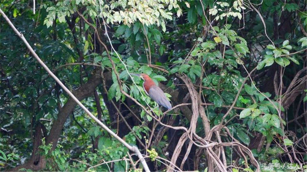 从亚马逊雨林到安纳托,最靠近亚马逊丛林的城市
