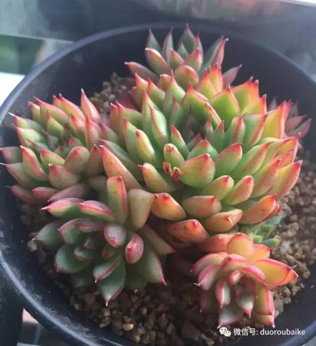 夏日多肉状态,夏天的多肉褪去了华丽的颜色