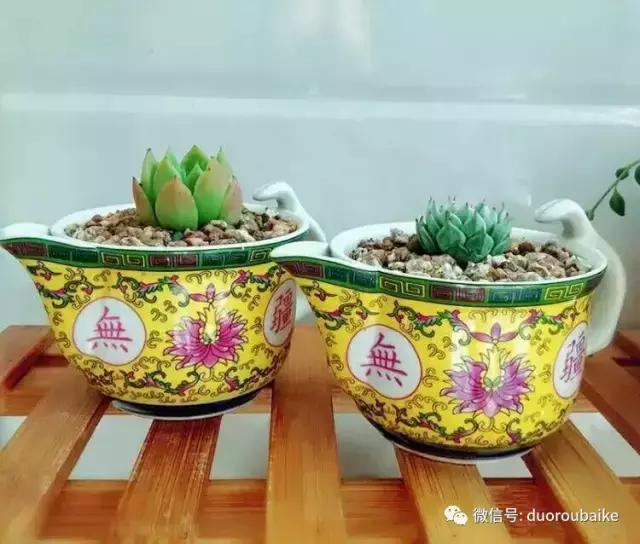 遇见多肉作品,和多肉邂逅的时光