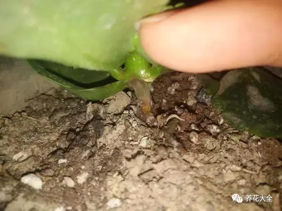 植物起死回生 (让植物起死回生的小妙招)