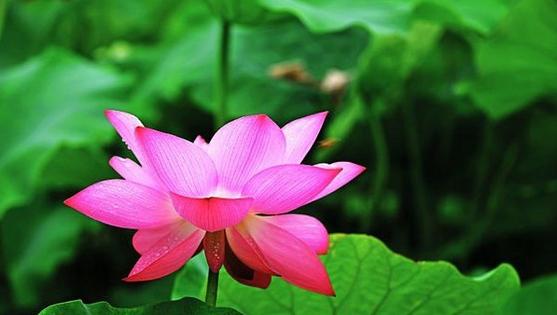 贵阳赏荷,贵阳荷花拍照打卡点