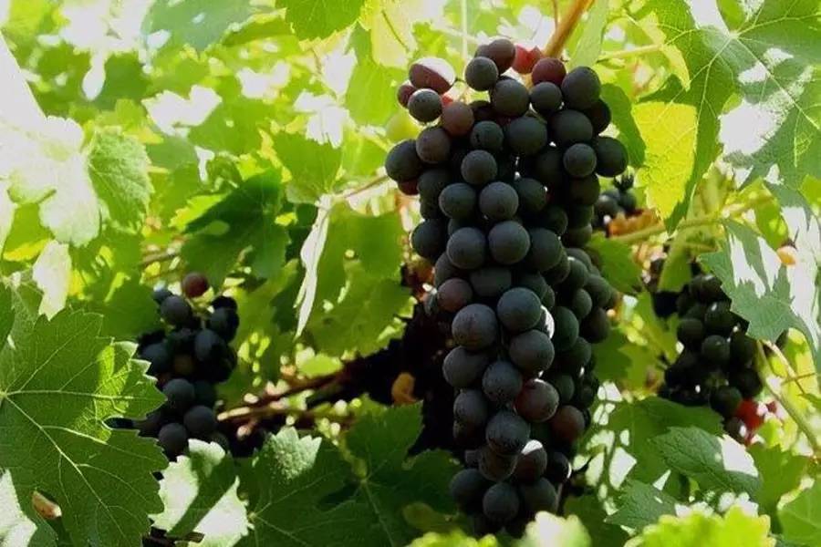 有人说酒太难喝了怎么反驳,葡萄酒为什么那么苦那么难喝