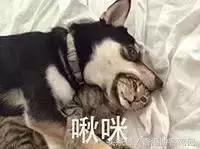 虐哭母鸡,打败名创,大创最好用的Top10好物分享