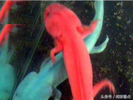 观赏性六角龙鱼,比六角龙鱼好养的宠物