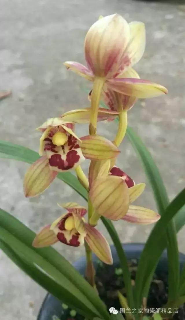 春兰和蕙兰莲瓣,蕙兰带花苞的兰花怎样上盆