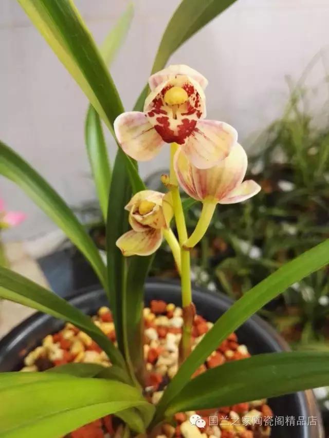 春兰和蕙兰莲瓣,蕙兰带花苞的兰花怎样上盆