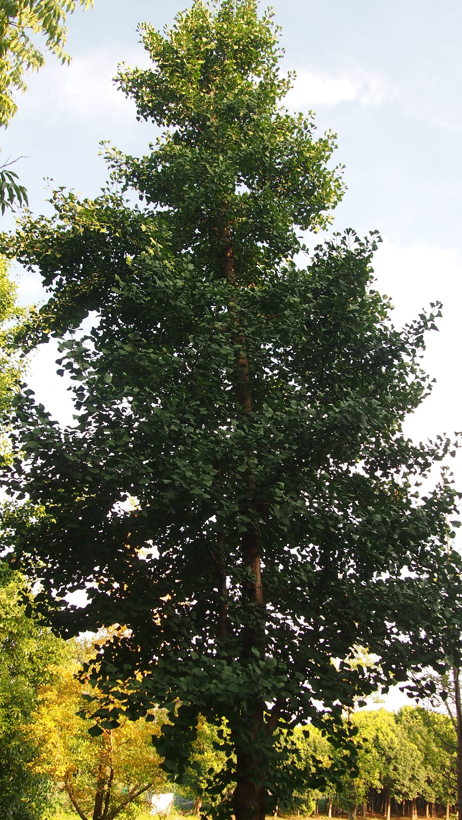 银杏白果是否有毒性,银杏树白果入药