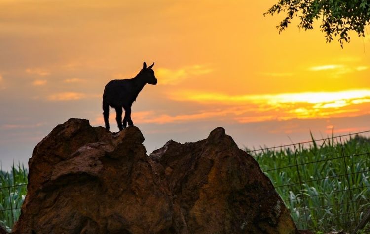 全国各地烤全羊,万人吃烤全羊