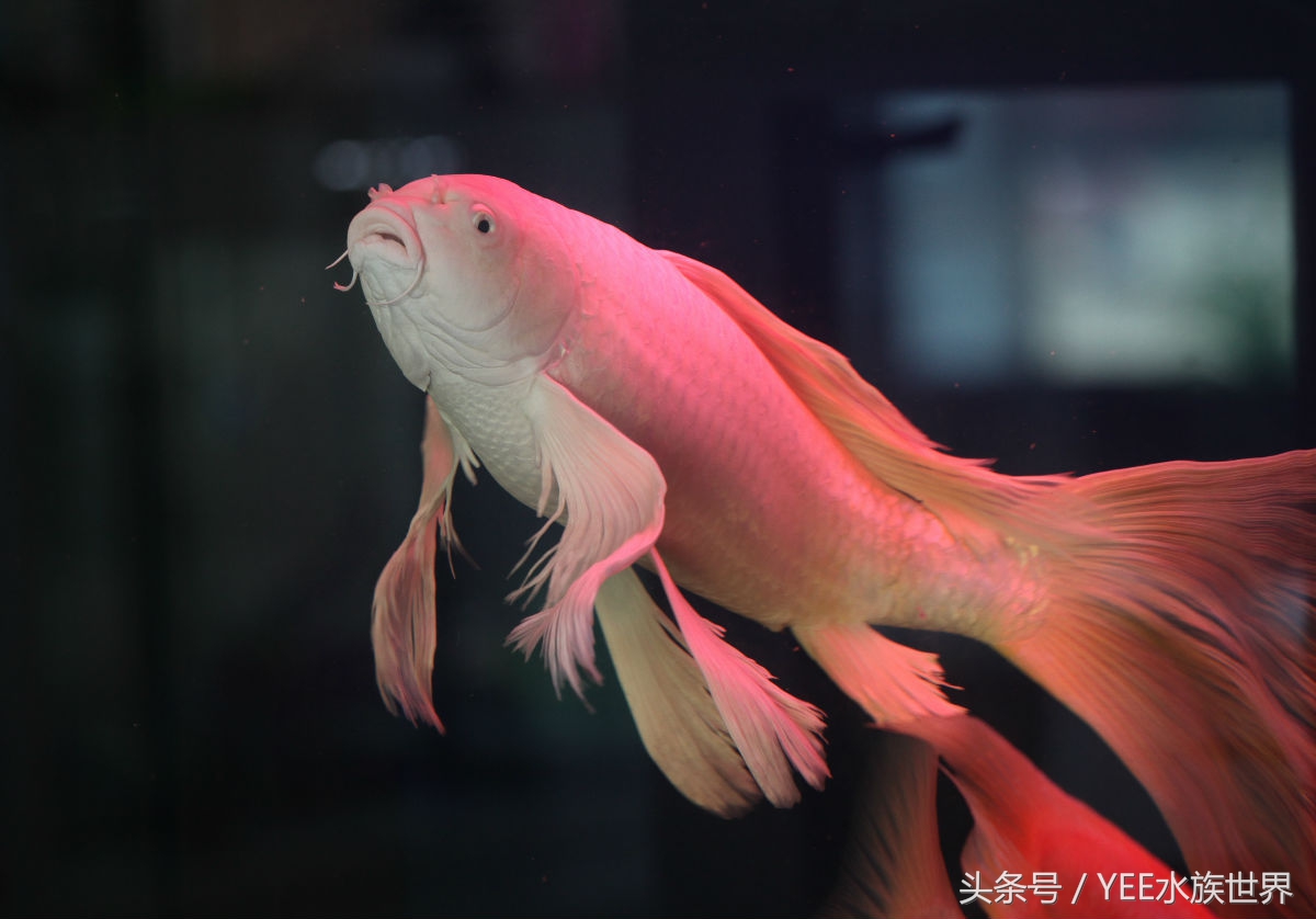 饲养锦鲤需要注意哪些细节和技巧,饲养锦鲤小妙招大全图解