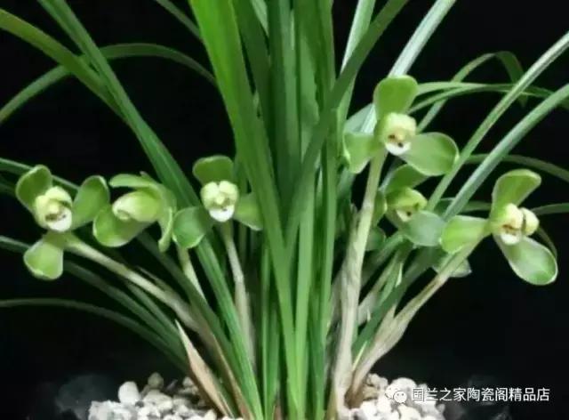 春兰和蕙兰莲瓣,蕙兰带花苞的兰花怎样上盆