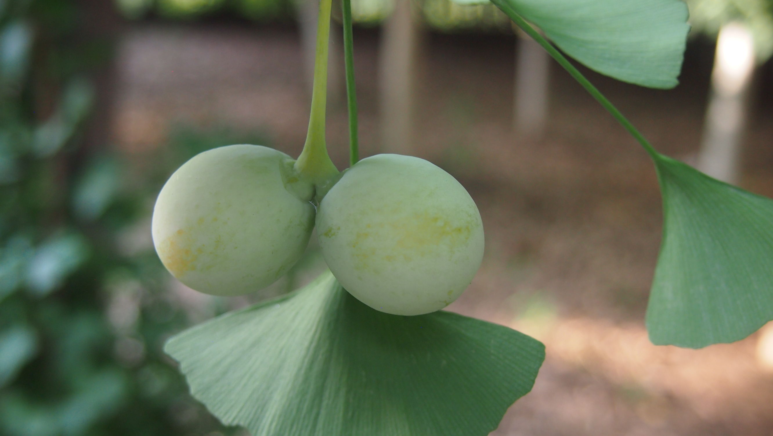 银杏白果是否有毒性,银杏树白果入药