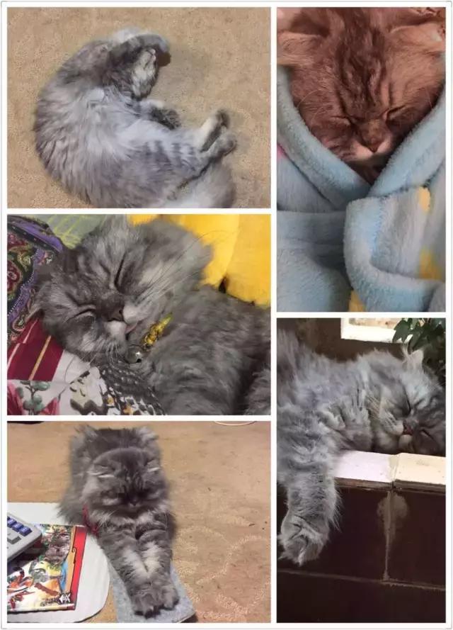 猫咪睡姿大作战,猫咪大字型睡姿图片